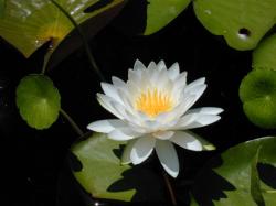User Profile: Whitewaterlily