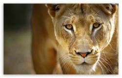User Profile: softlionheart24