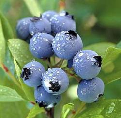 User Profile: bestBlueberry9654