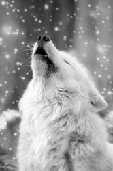 User Profile: SnowyWolf