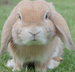 User Profile: hardworkingBunny4133