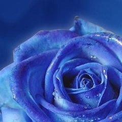 User Profile: IndigoCrush