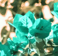 User Profile: bougainvillea1992