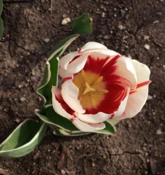 User Profile: TheWittyNectarine