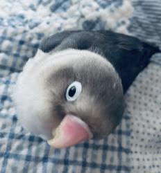User Profile: ScarlettBeep