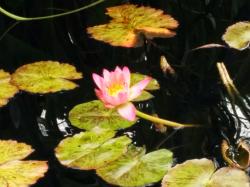 User Profile: Flowingstreams