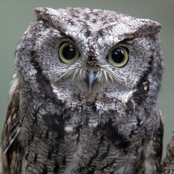 User Profile: BlueOwl57