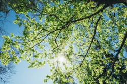 User Profile: Greentrees2325