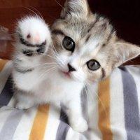 User Profile: MeganSmiles