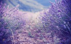 User Profile: LavenderWoods