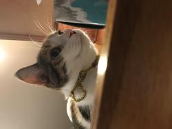 User Profile: Smartkittynerd1