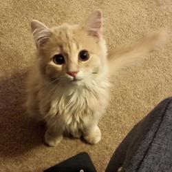 User Profile: MeeshyRB
