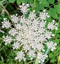 User Profile: Whimzy5