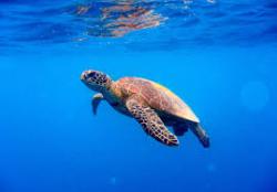User Profile: TidyTurtle54540