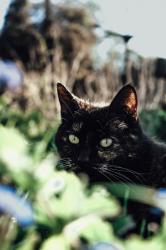 User Profile: BlueSkystar22