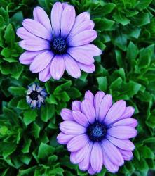User Profile: floraM13