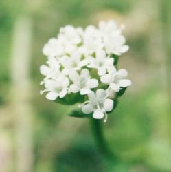 User Profile: MiuMiuImKat