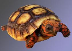 User Profile: determinedTurtle49