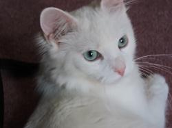 User Profile: Goldcherry2113