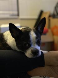 User Profile: brrowncow