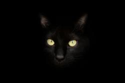 User Profile: SensitivePeach