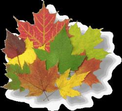 User Profile: asmallpileofleaves