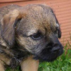 User Profile: Doggolover3