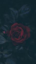 User Profile: SaveMeSome1