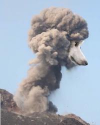 User Profile: AtomicPoodle