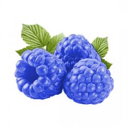 User Profile: BlueRaspberry27253