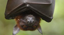 User Profile: svbats