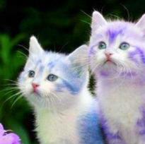 User Profile: Kittensdelight