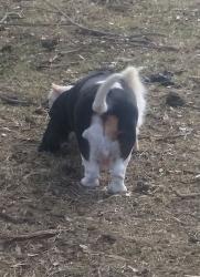 User Profile: BassetDoll