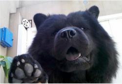 User Profile: ok1puppy