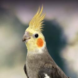 User Profile: TintedInker