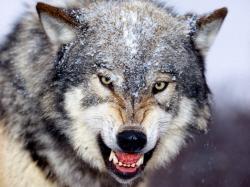 User Profile: WildWolf1234