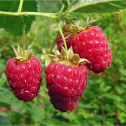User Profile: RaspberryCityMayor