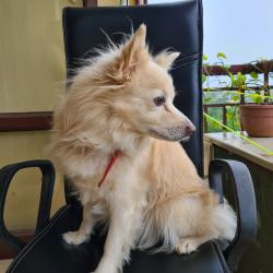 User Profile: yellowKiwi8144