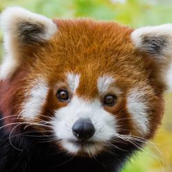User Profile: IAmAFluffyRedPanda