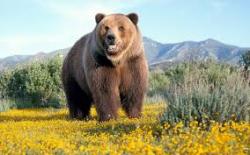 User Profile: animalwhisperer