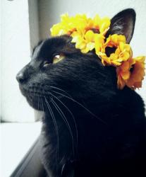 User Profile: islandgypsy