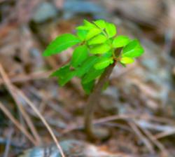 User Profile: AnonymousDeciduous