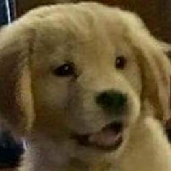 User Profile: DanishDork