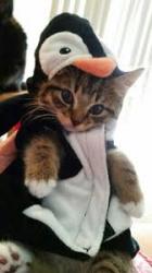User Profile: AlphaCookieCat
