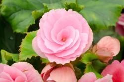 User Profile: BegoniaFlower