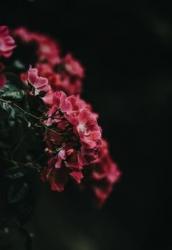 User Profile: darker12