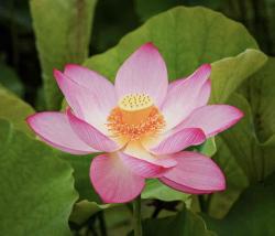 User Profile: LotusFlower285