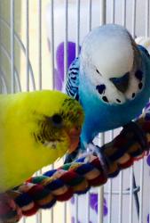 User Profile: TalkingBird