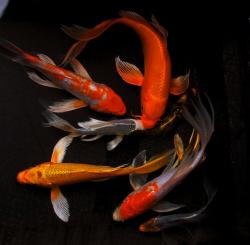 User Profile: KoiFish