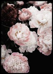 User Profile: emotionalApricot526